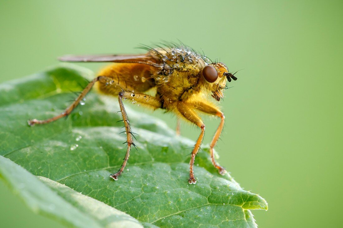 Yellow dung fly