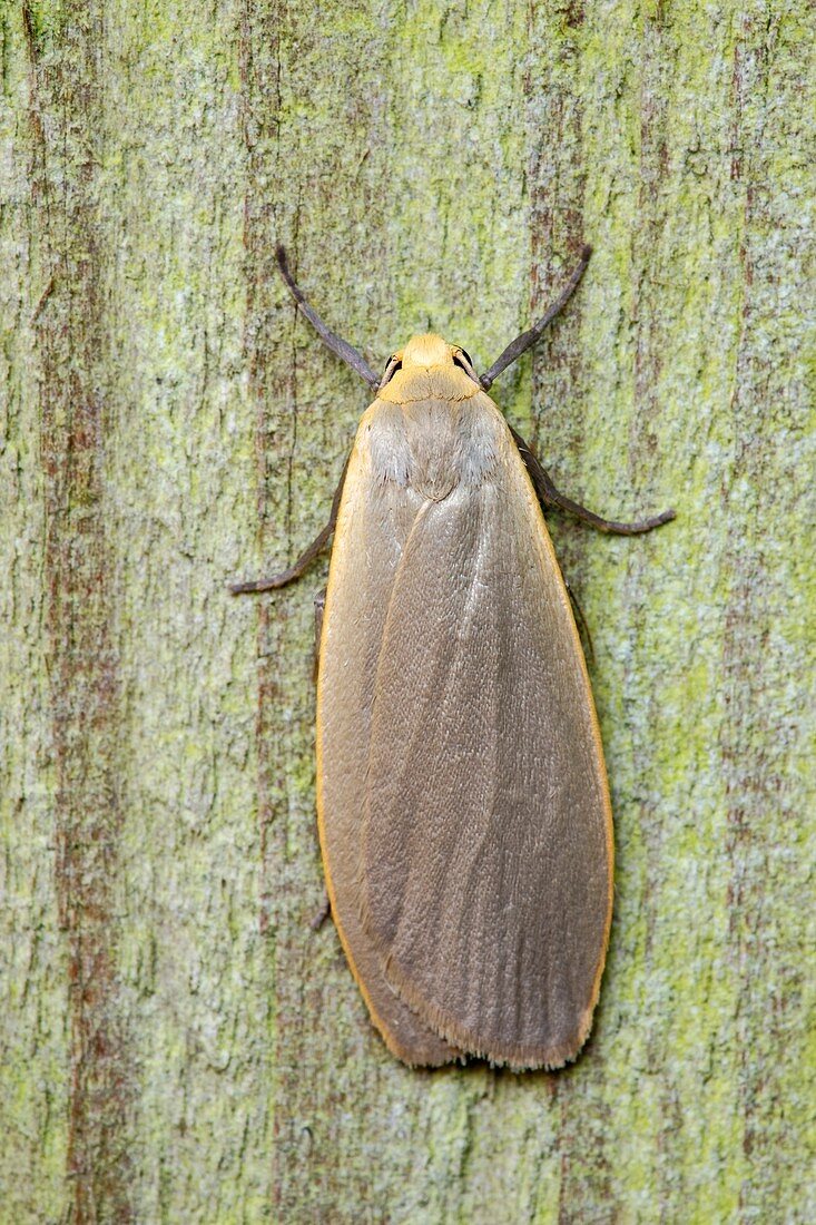 Dingy footman moth