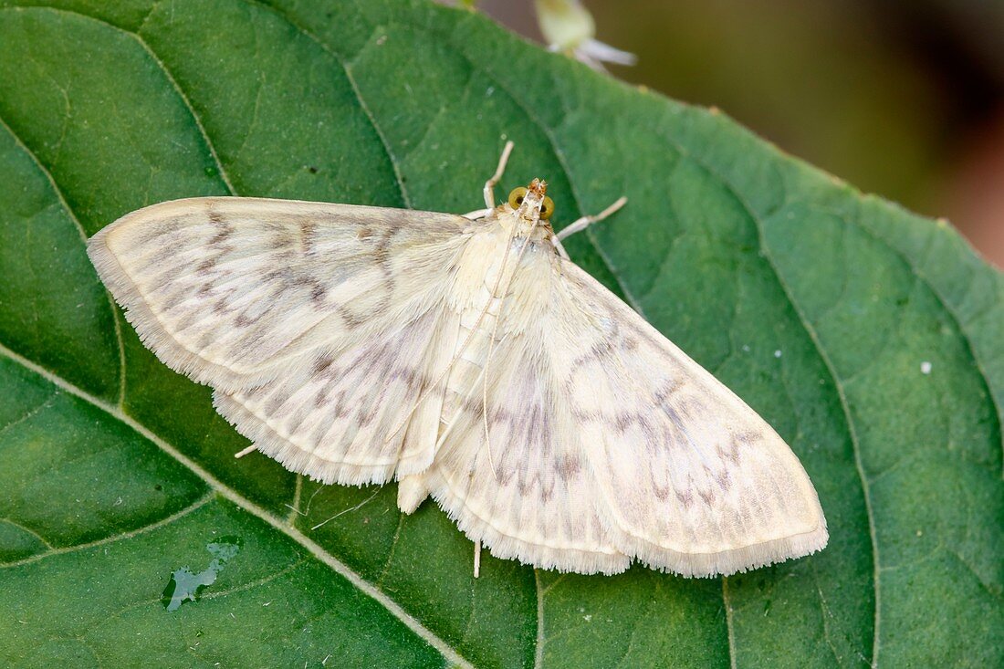 Mother of pearl moth