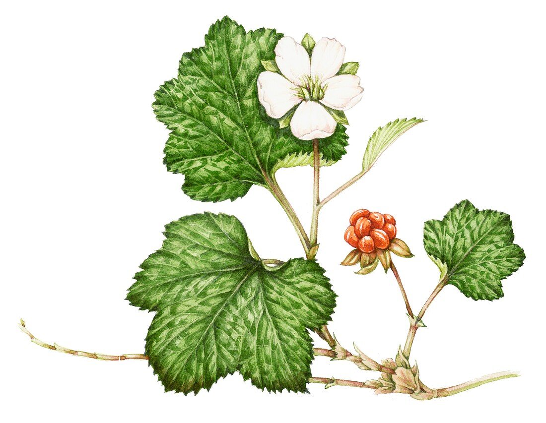 Cloudberry (Rubus chamaemorus),illustration