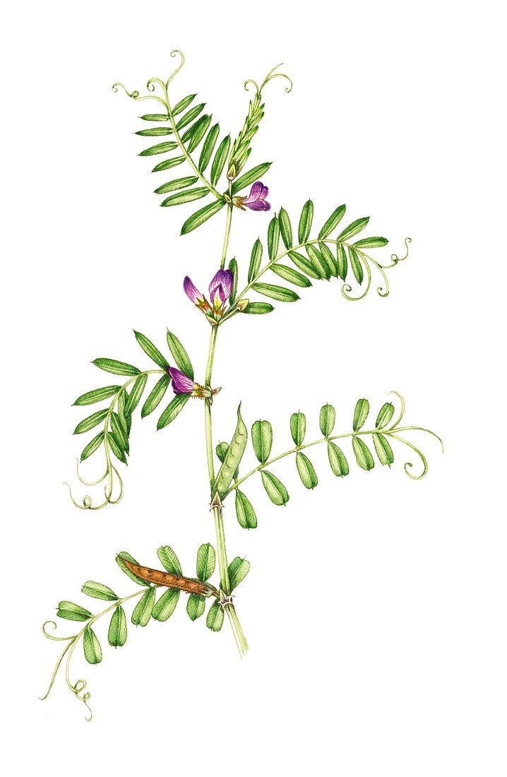 Narrow-leaved vetch (Viccia sativa nigra),illustration