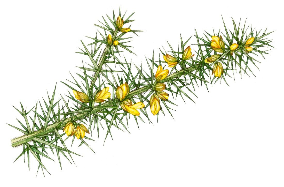 Dwarf gorse (Ulex minor),illustration