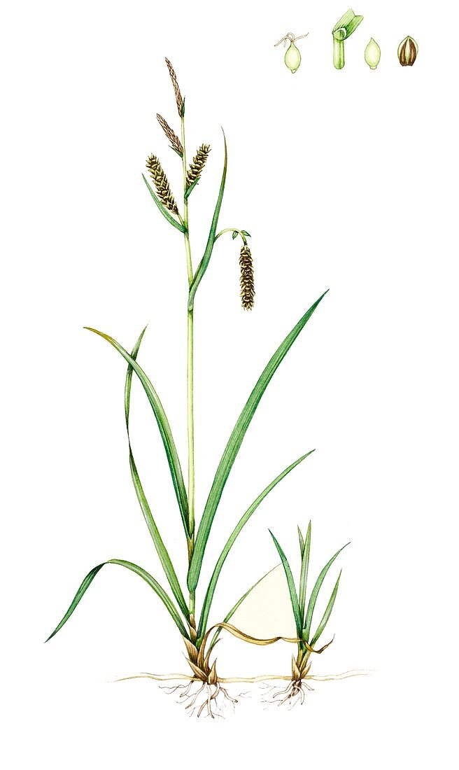 Glaucous sedge (Carex flacca),illustration