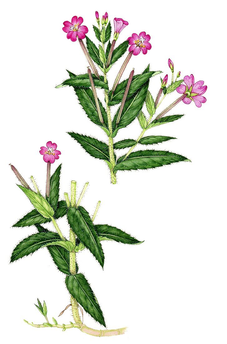 Greater willowherb (Epilobium hirsutum),illustration