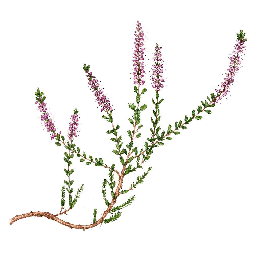 Heather (Calluna vulgaris),illustration