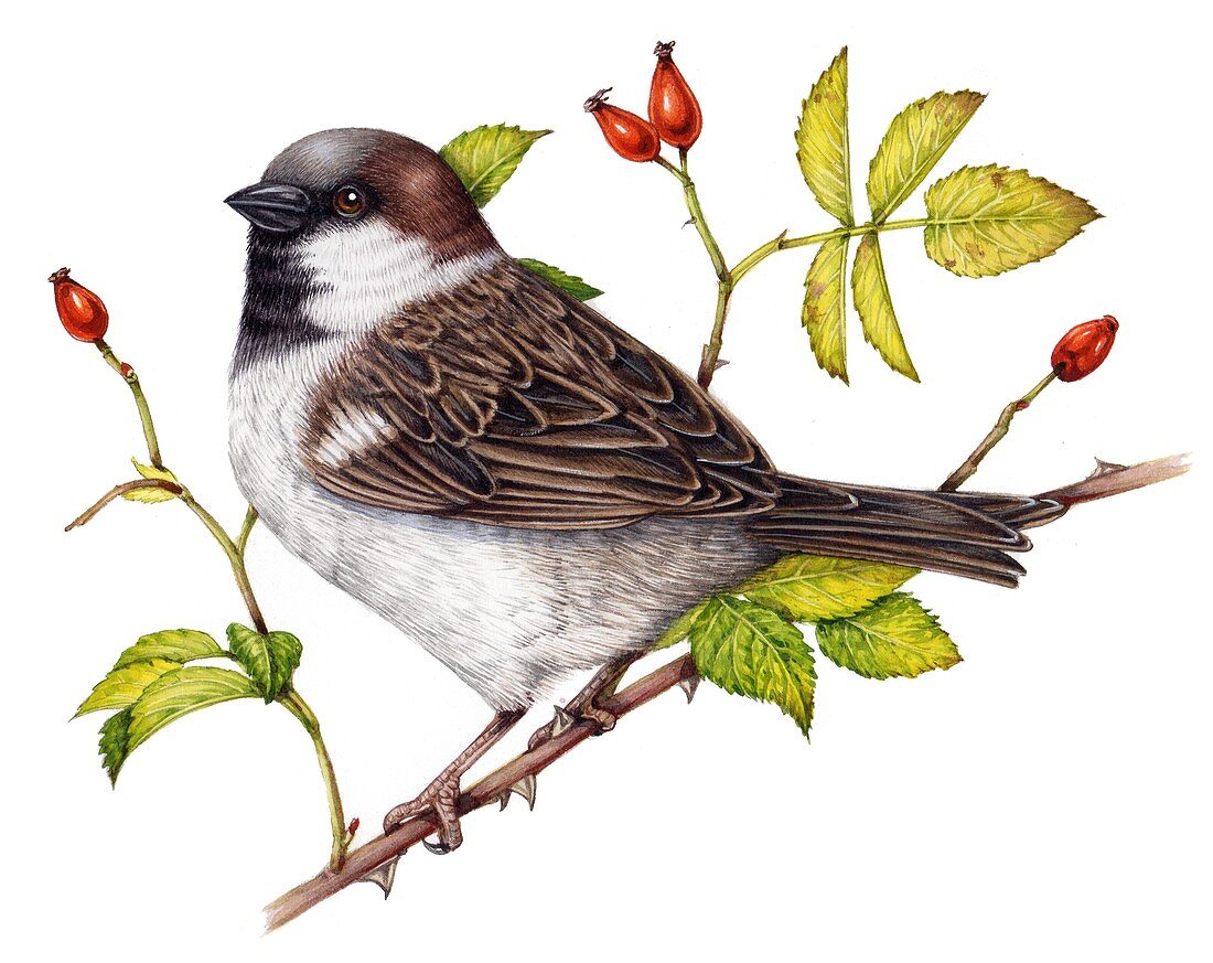 House sparrow on rose,illustration