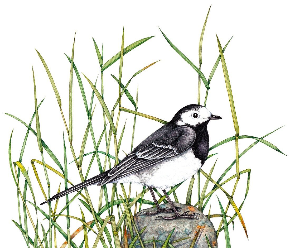 Pied wagtail on stone,illustration