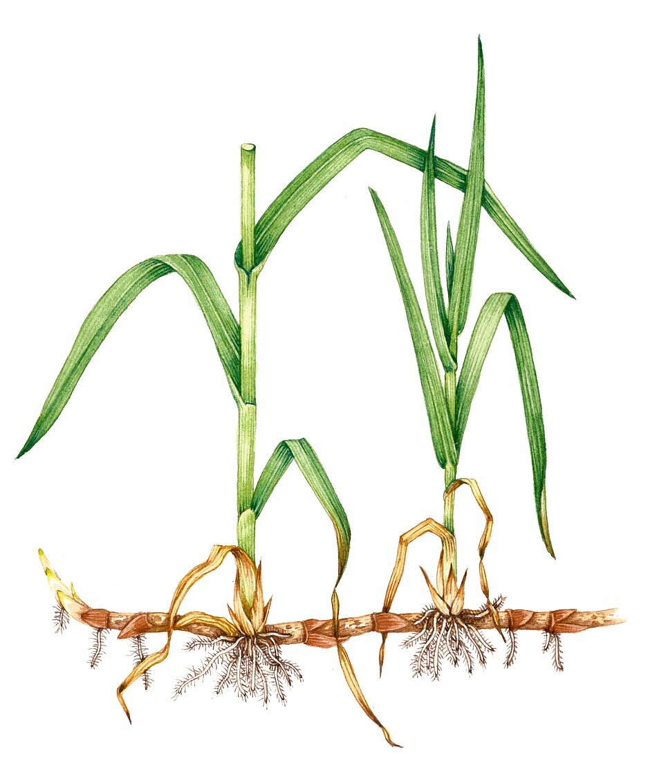 Reedmace (Typha latifolia),illustration