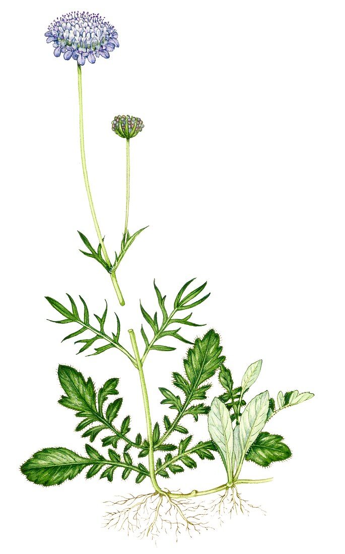 Small scabious (Scabiosa columbaria),illustration