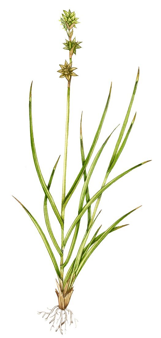 Star sedge (Carex echinata),illustration