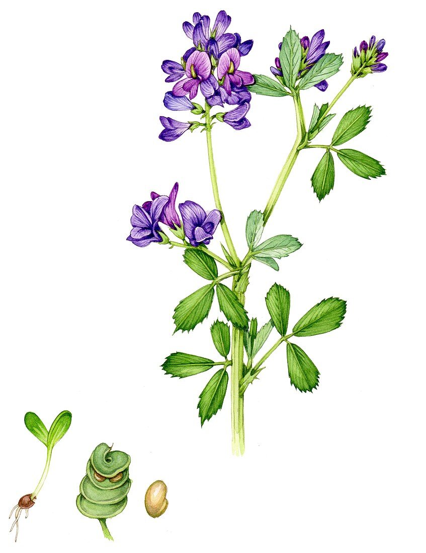 Alfalfa (Medicago sativa),illustration