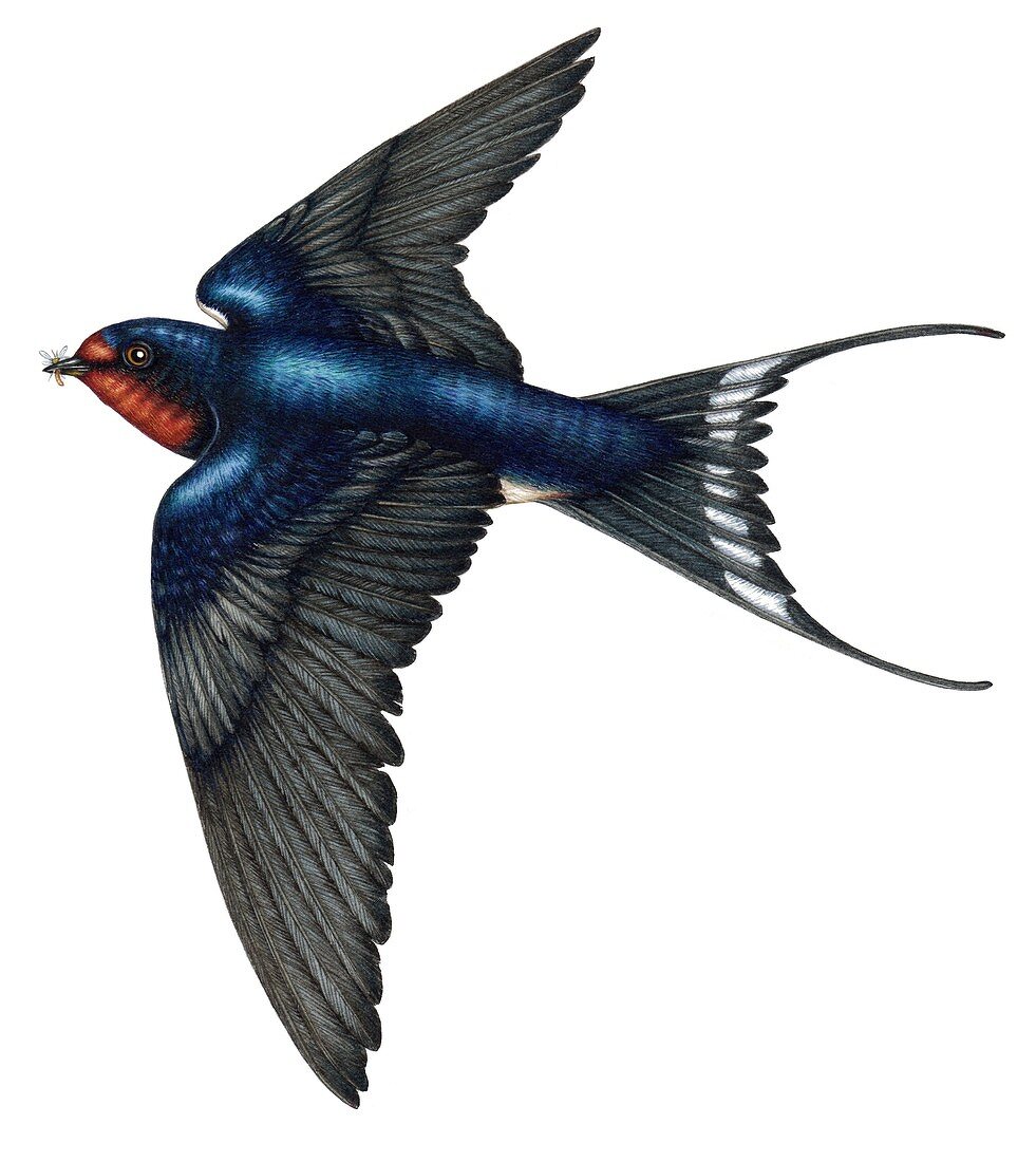 Barn swallow in flight,illustration
