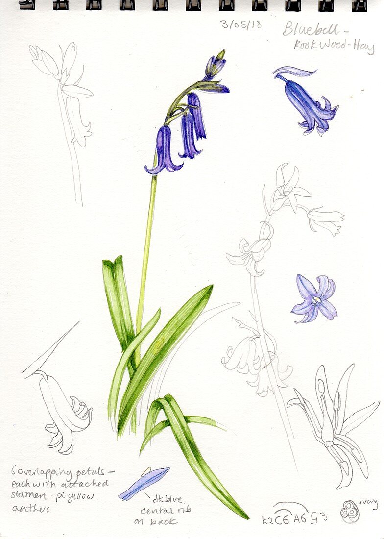Bluebell (Hyacinthoides non-scripta),illustration