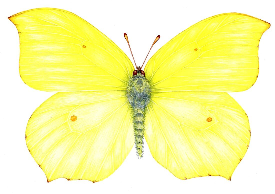 Brimstone (Gonepteryx rhamni) butterfly,illustration