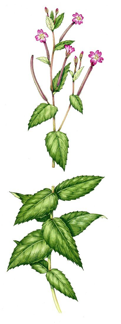 Broad-leaved willowherb (Epilobium montanum),illustration