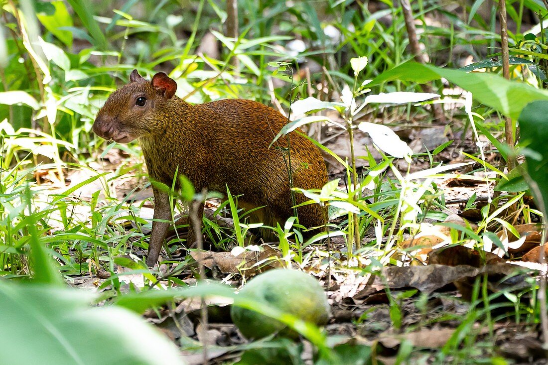 Central American agouti