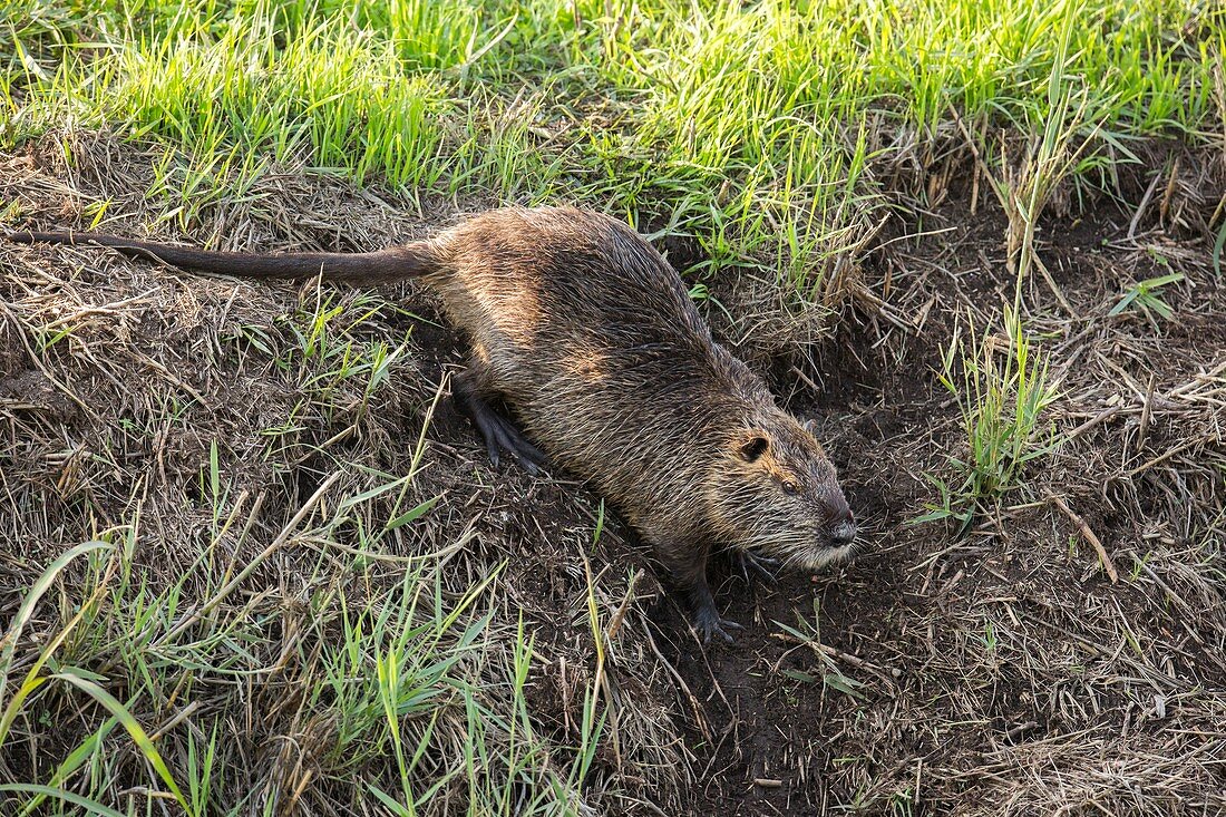 Coypu