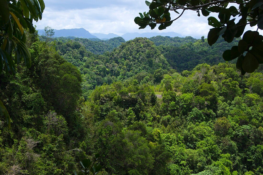 Rainforest near Arecibo,Puerto Rico