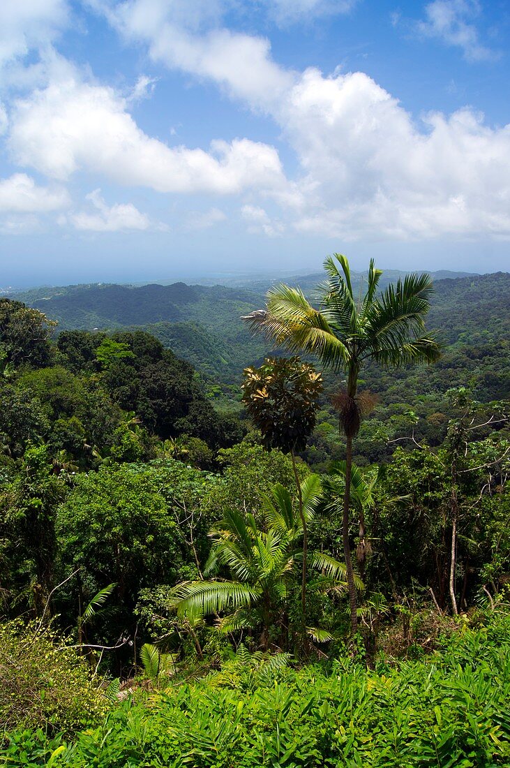 El Yunque National Forest,Puerto Rico