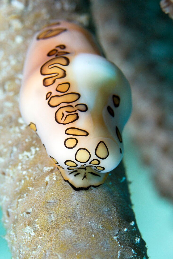 Flamingo tongue snail