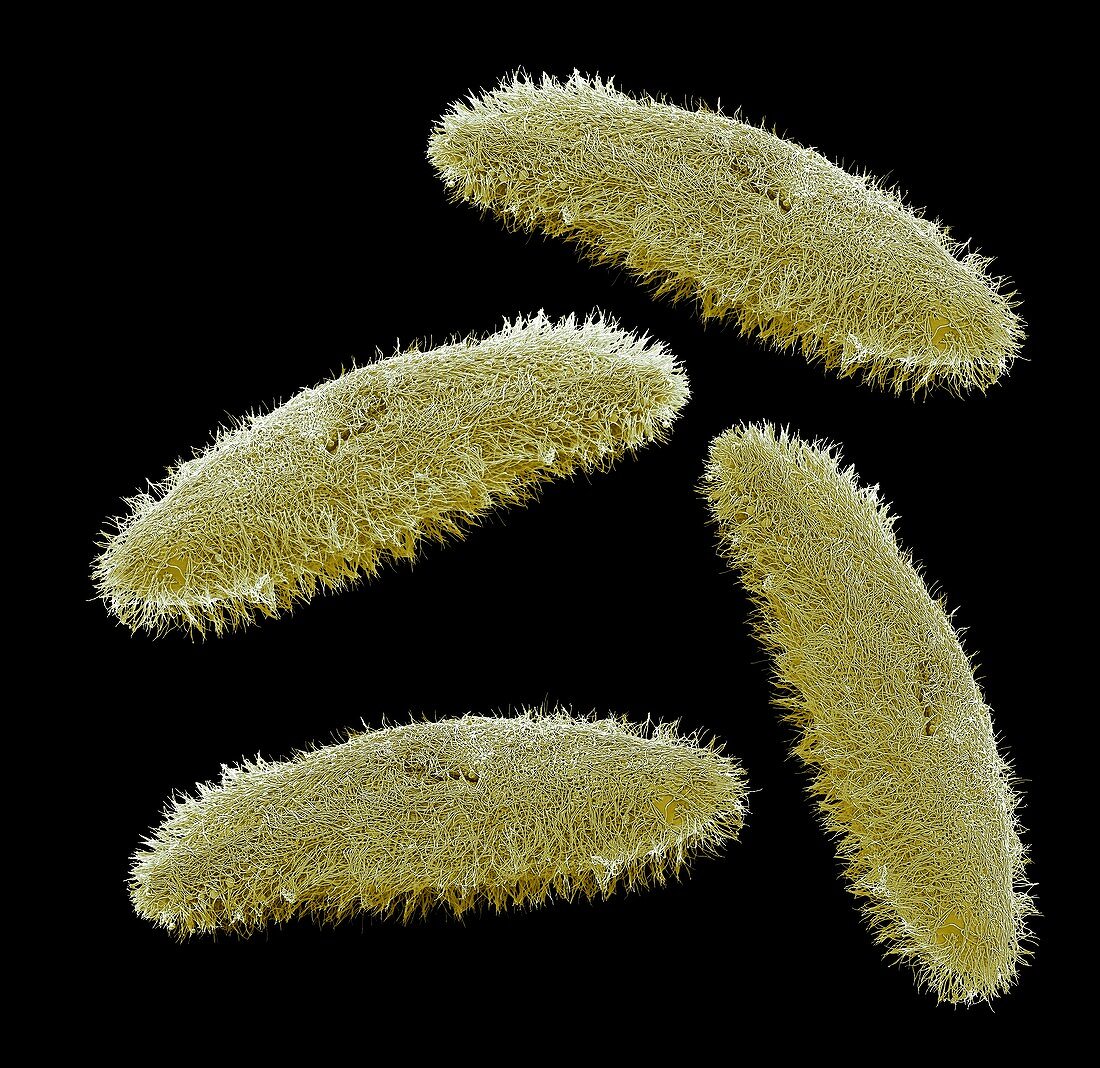 Ciliate protozoa,SEM