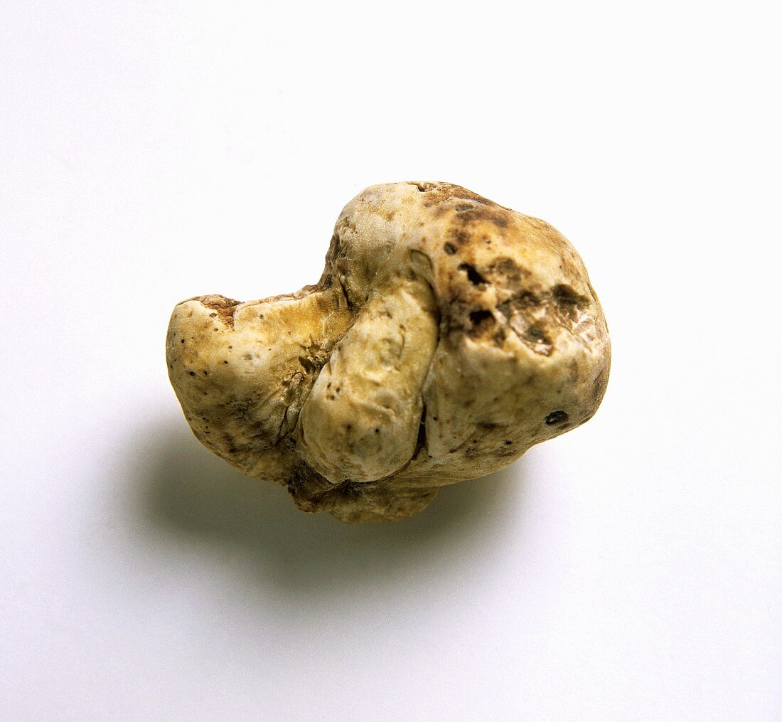 One White Truffle Mushroom