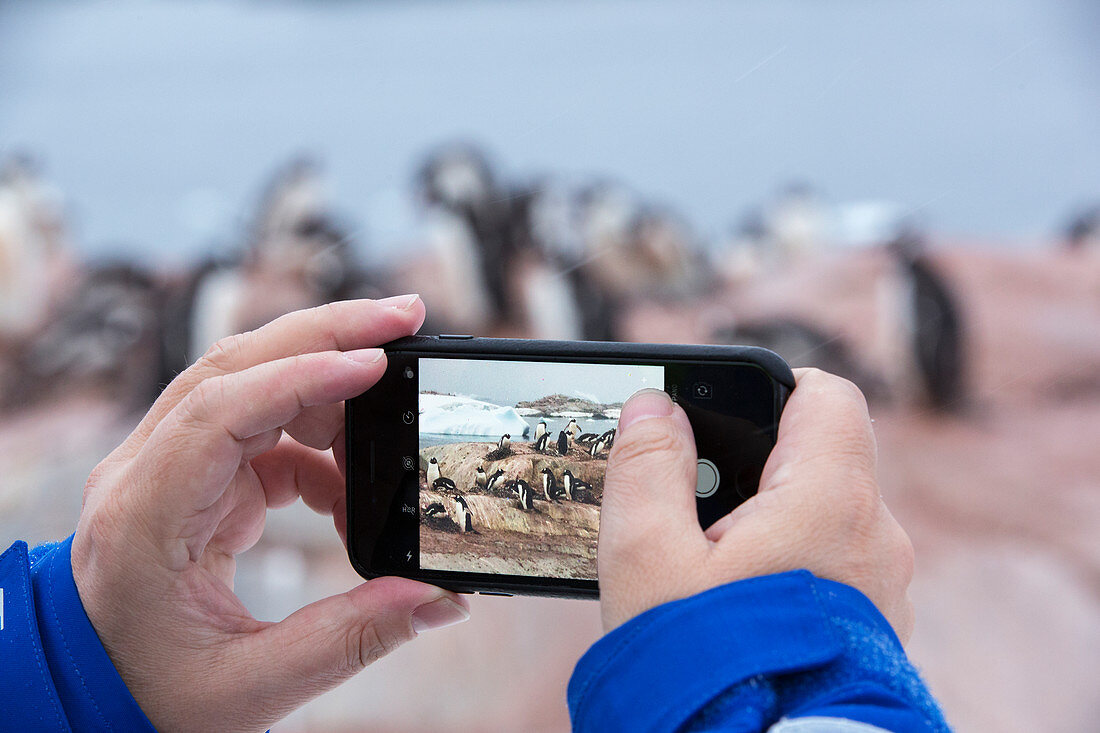 Tourist taking photo of gentoo penguins