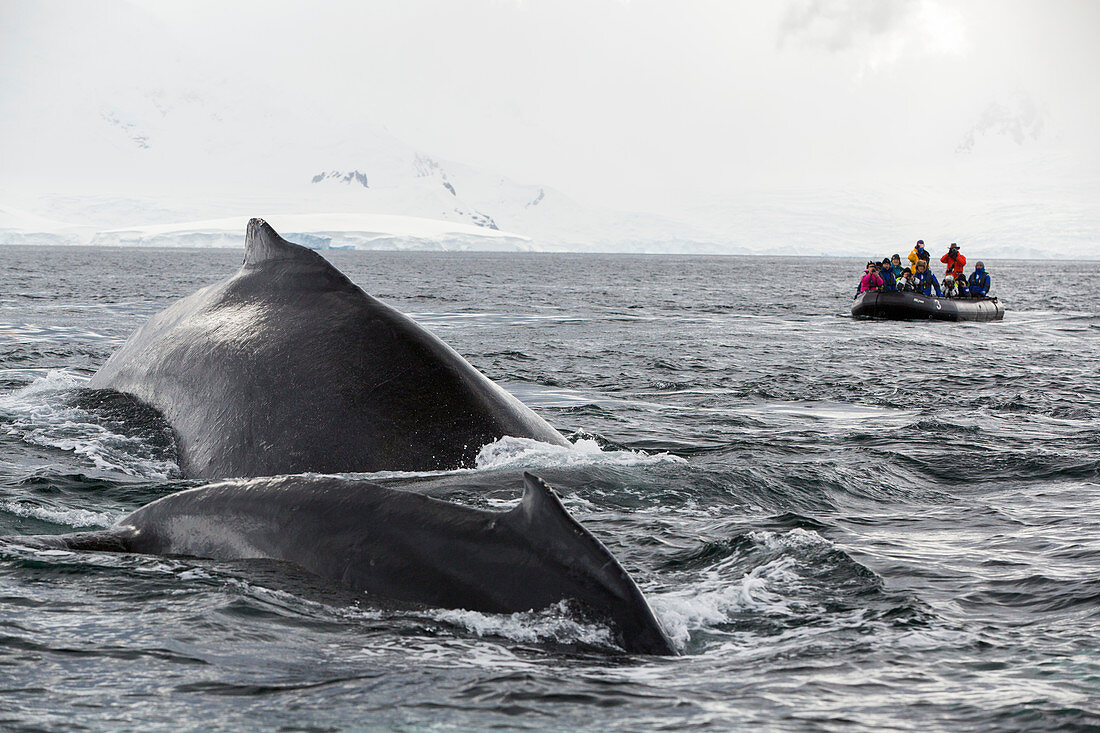Humpback whale and dinghy