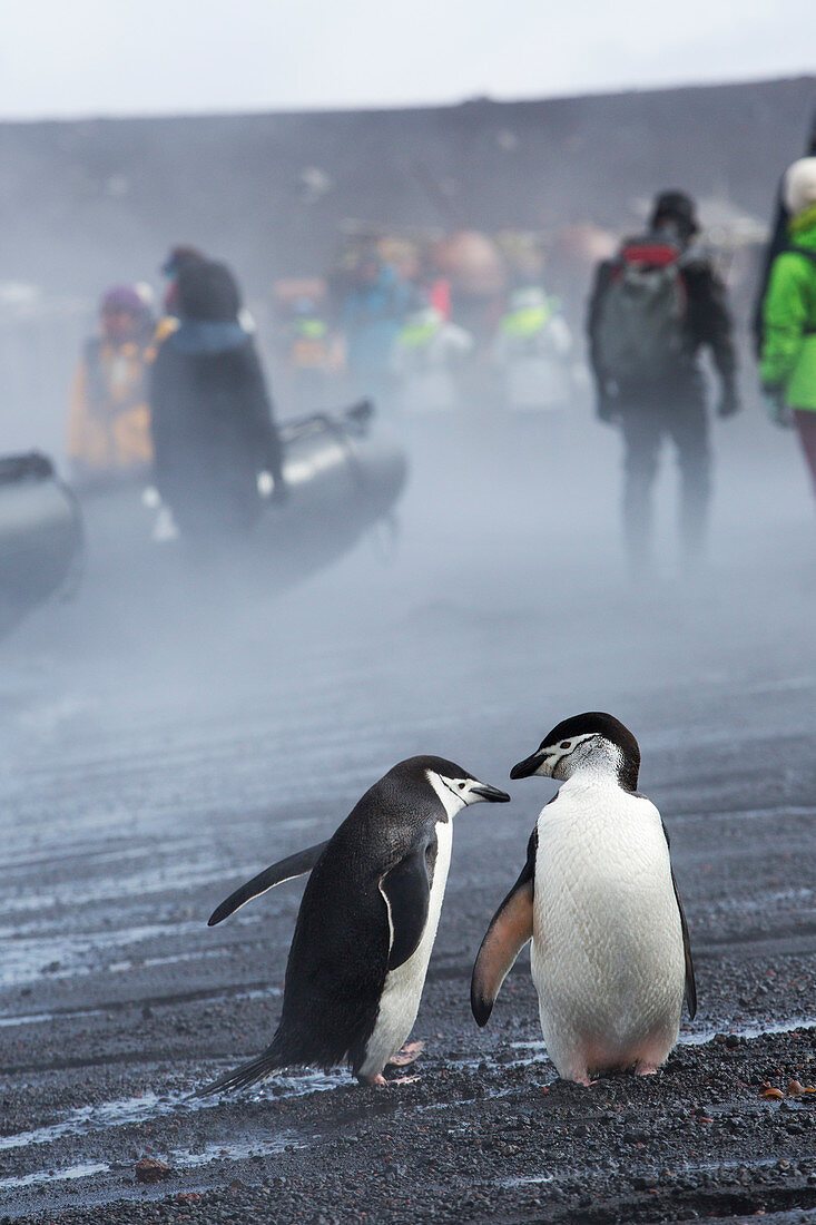 Chinstrap penguins