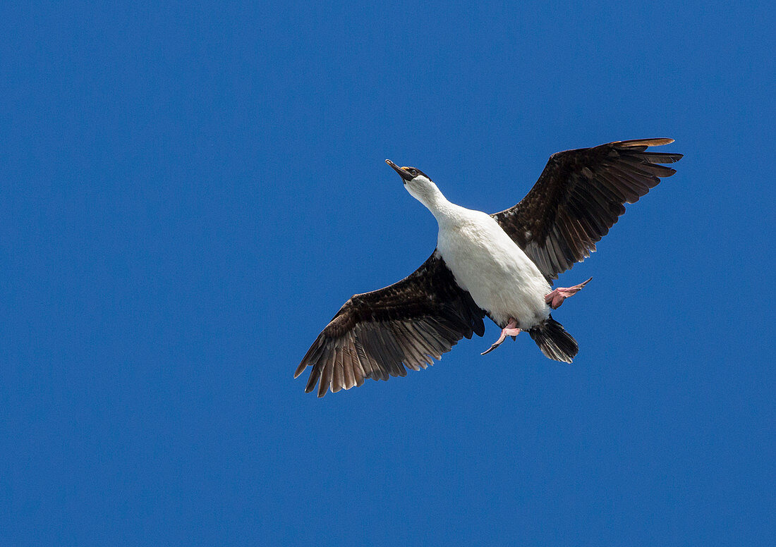 Antarctic shag