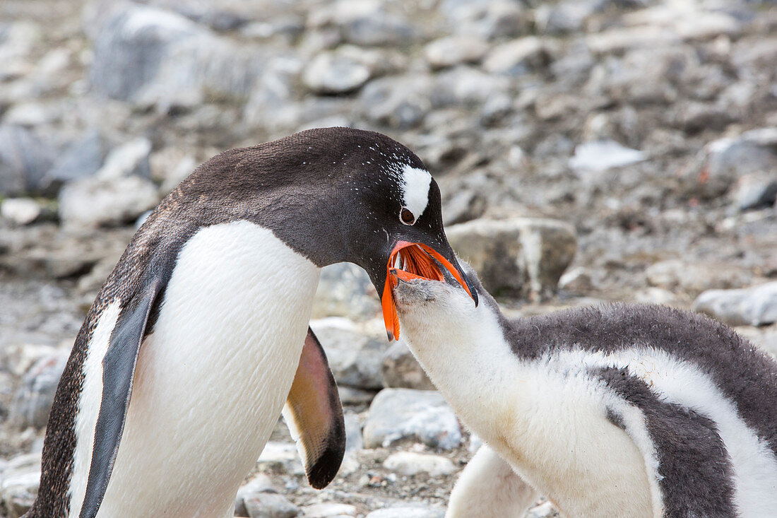 Gentoo penguin feeding chick