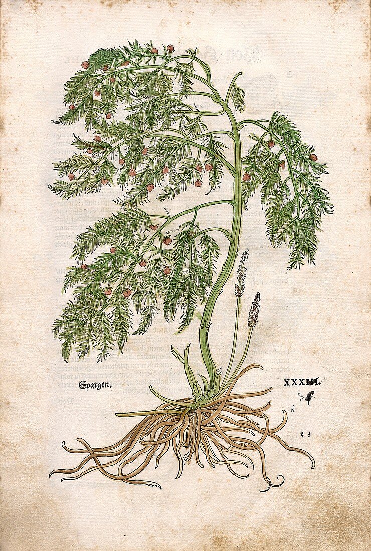 Asparagus,16th century