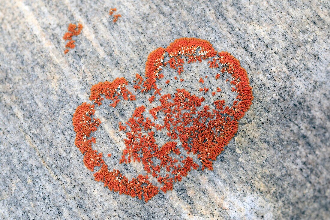 Orange lichen on glacier polished rock