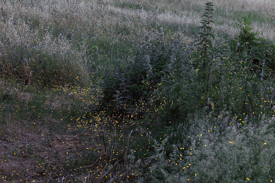 Fireflies near Assisi,Italy