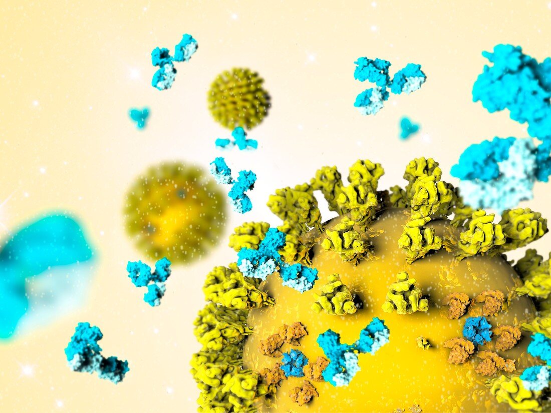 Antibodies responding to SARS virus particles,illustration
