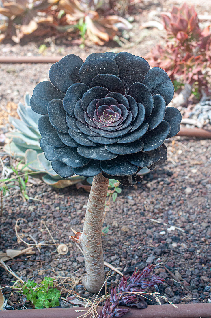 Black rose (Aeonium arboreum)