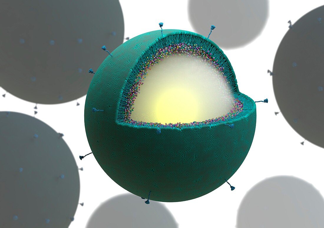 Drug delivery microbubbles,illustration
