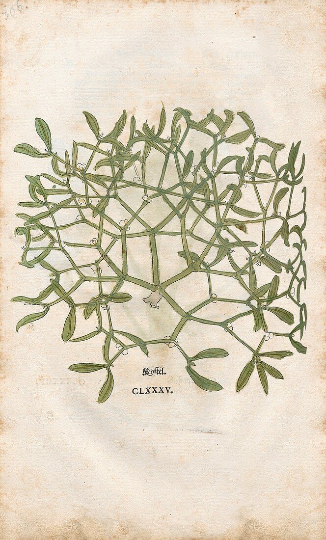 Mistletoe,16th century