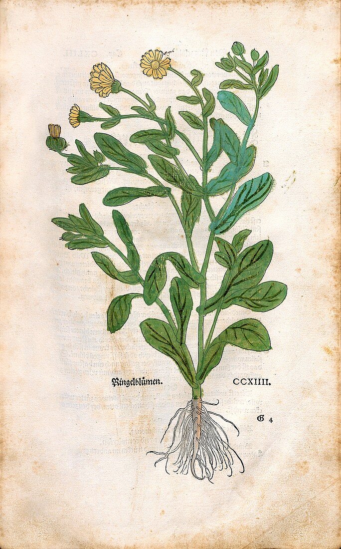 Common marigold,16th century