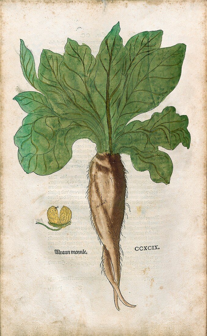 Mandrake plant and root,16th century