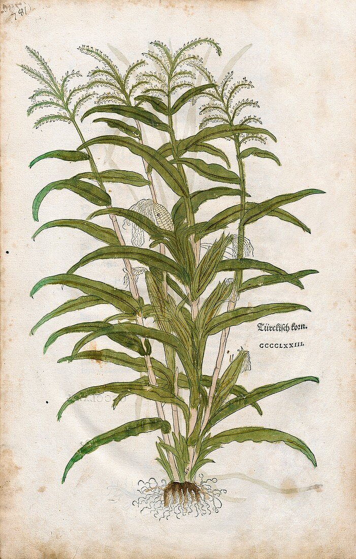 Maize plant,16th century