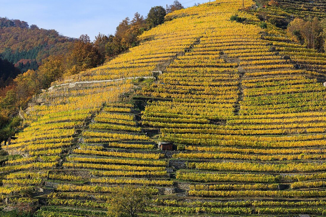 Terraced vineyards in Wachau,Austria
