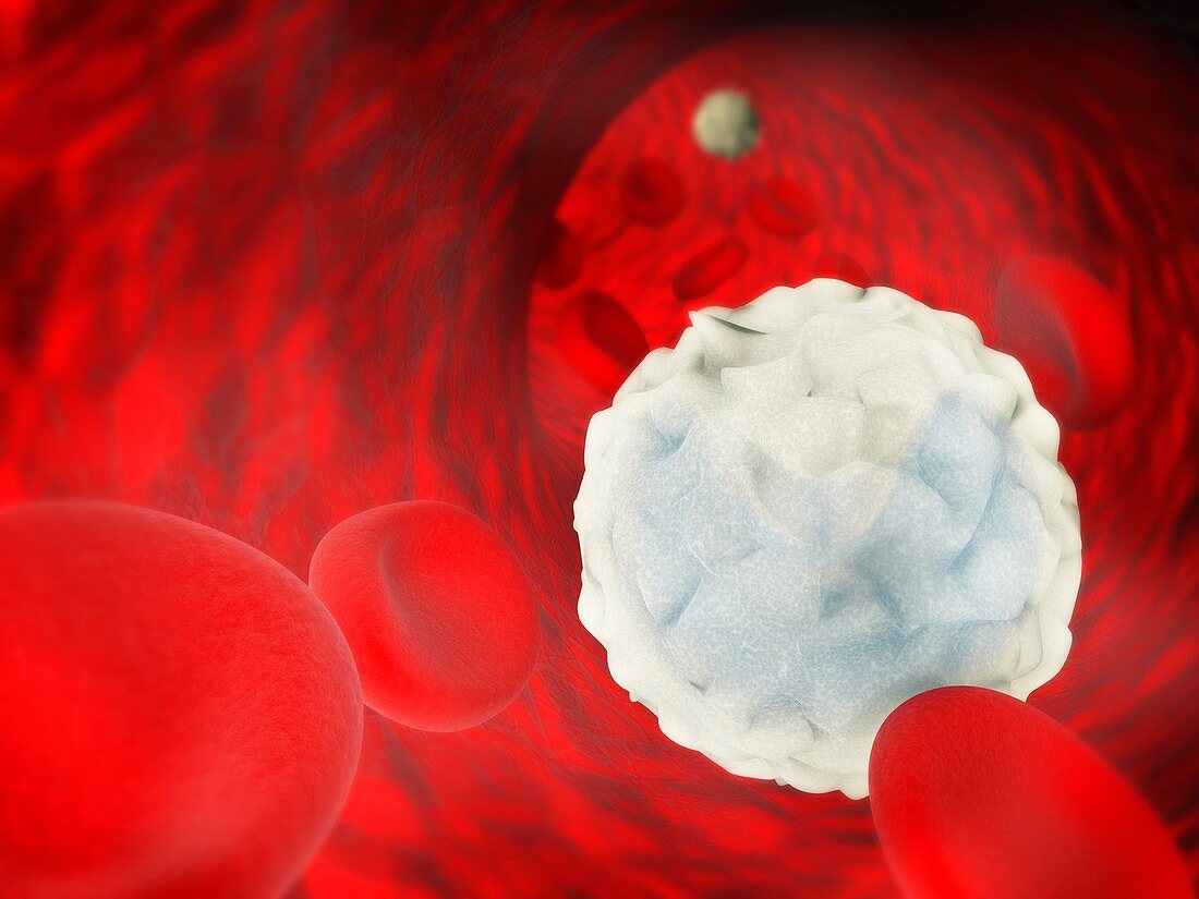 Monocytes and red blood cells, illustration