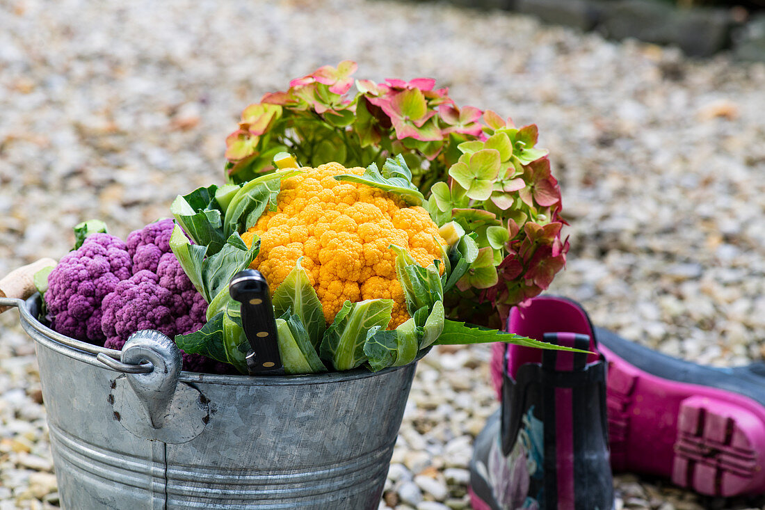 Gelber und violetter Blumenkohl und Hortensienblüte im Zinkeimer