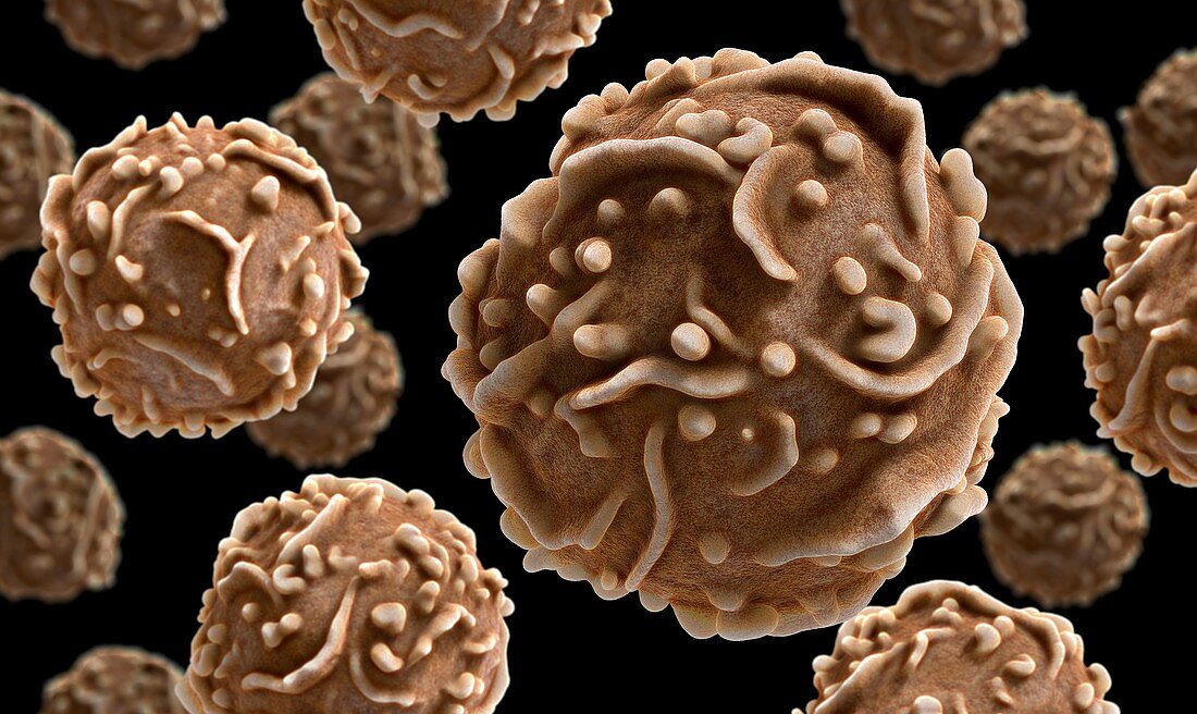Natural killer T cells,illustration
