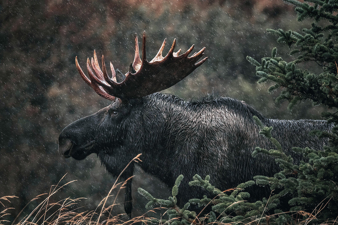 Alaskan bull moose