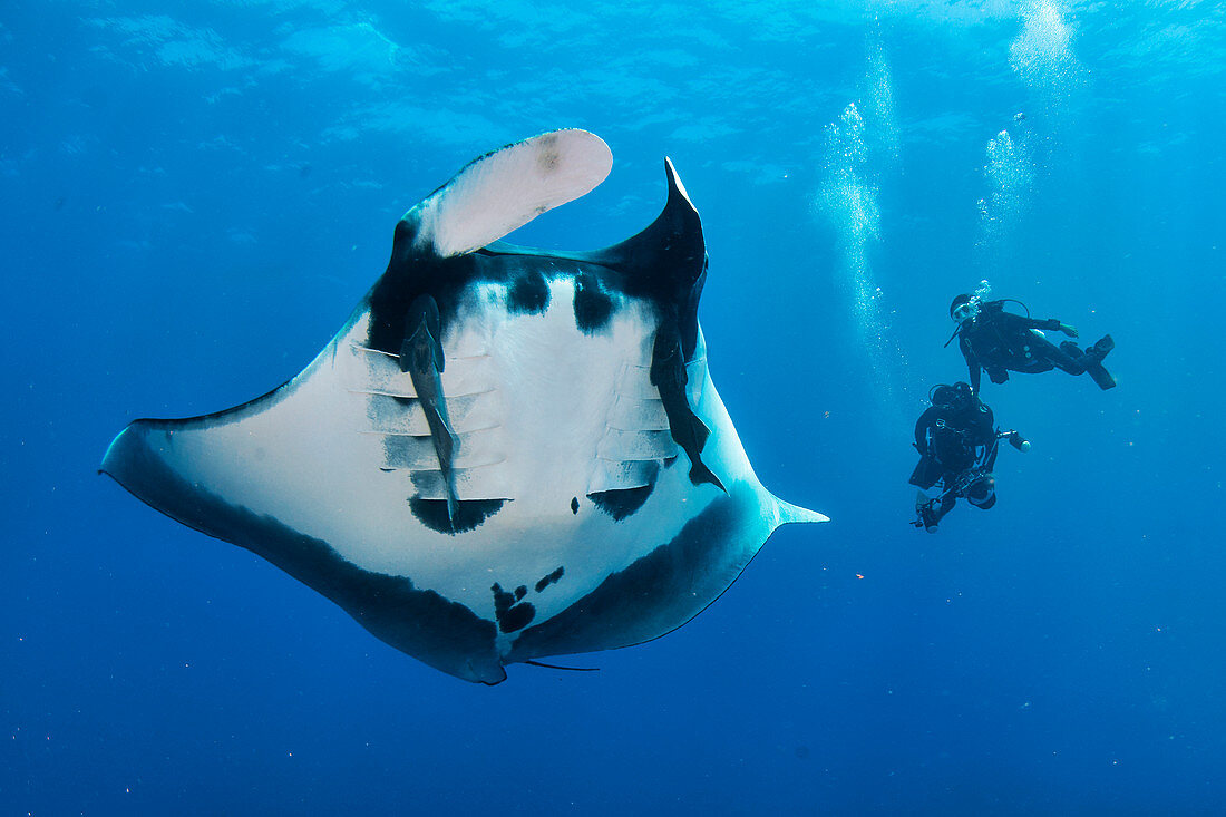 Giant oceanic manta ray