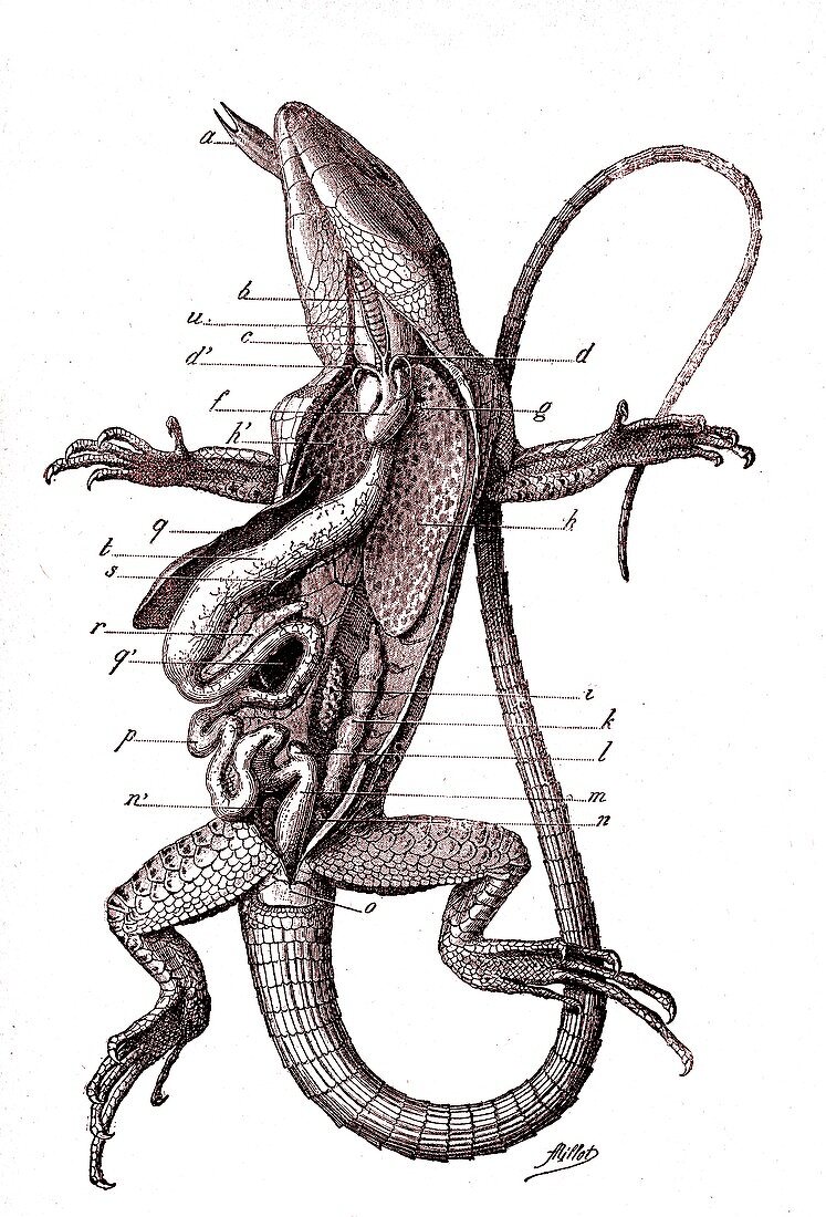 Green lizard anatomy,19th Century illustration