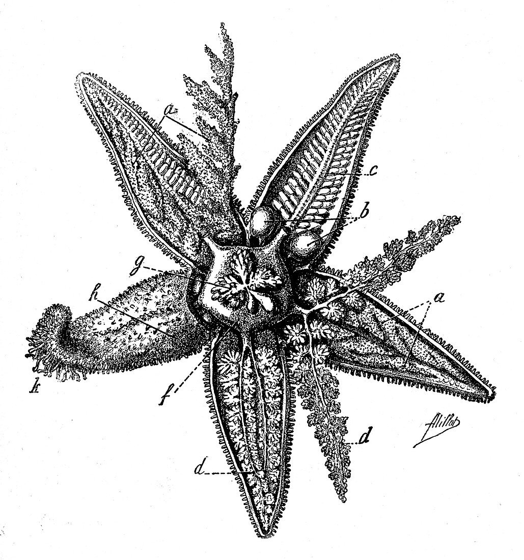 Starfish anatomy,Early 20th Century illustration
