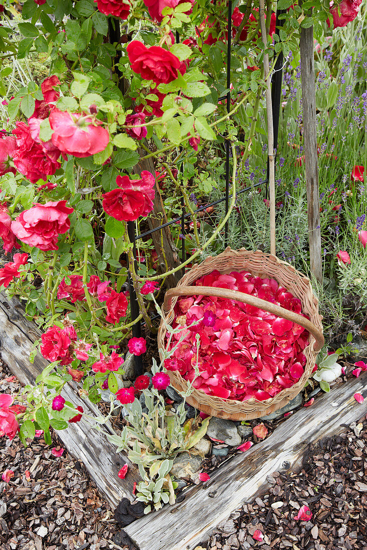 Basket of freshly picked roses in garden next to rose bush